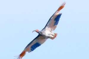 【写真】翼を広げ、放鳥会場上空を舞うトキ＝５月３１日午後３時３０分ごろ、石川県羽咋市