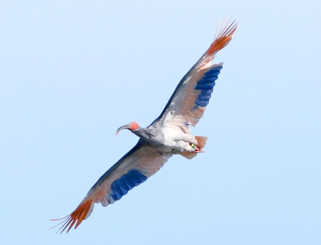 【写真】翼を広げ、放鳥会場上空を舞うトキ=5月31日午後3時30分ごろ、石川県羽咋市