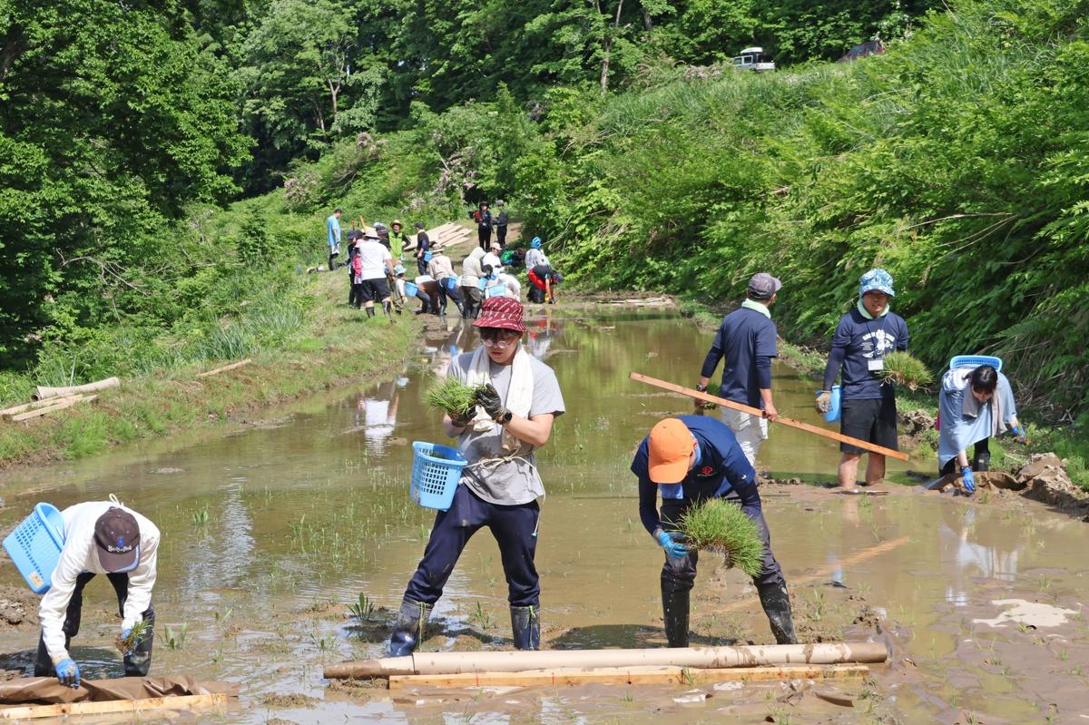 【写真】「棚田ダイエットプロジェクト」で田植えをする参加者=十日町市蒲生