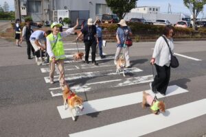 【写真】新潟西署前の横断歩道を安全に渡る練習をする犬と飼い主ら＝新潟市西区