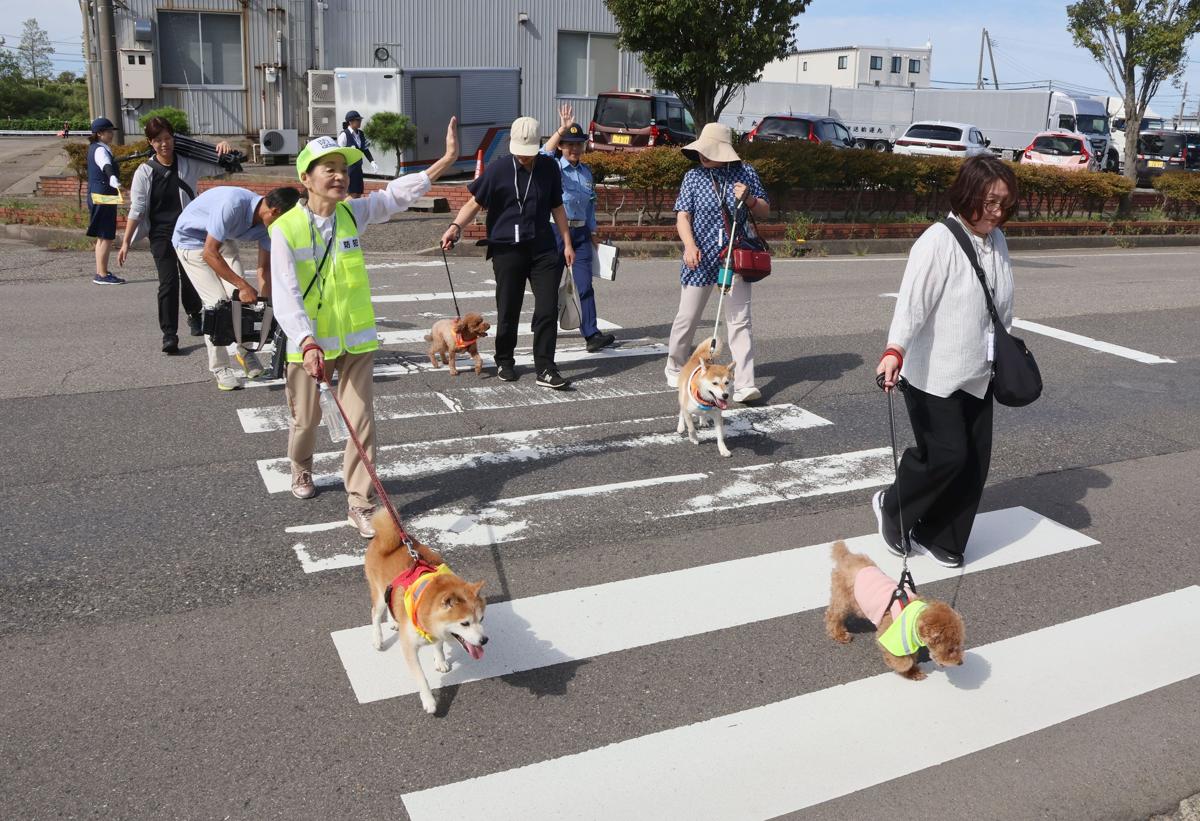 【写真】新潟西署前の横断歩道を安全に渡る練習をする犬と飼い主ら＝新潟市西区