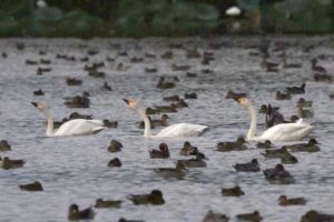 【写真】瓢湖に飛来したコハクチョウ＝２日午後５時３０分ごろ、阿賀野市水原