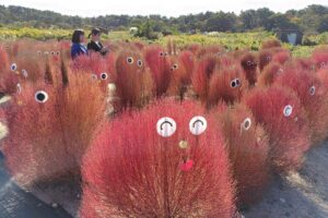 【写真】目や口を付けてかわいらしく装飾されたコキア畑＝２３日、村上市岩船