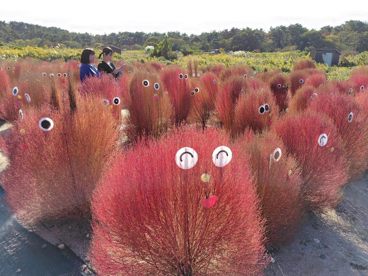 【写真】目や口を付けてかわいらしく装飾されたコキア畑=23日、村上市岩船